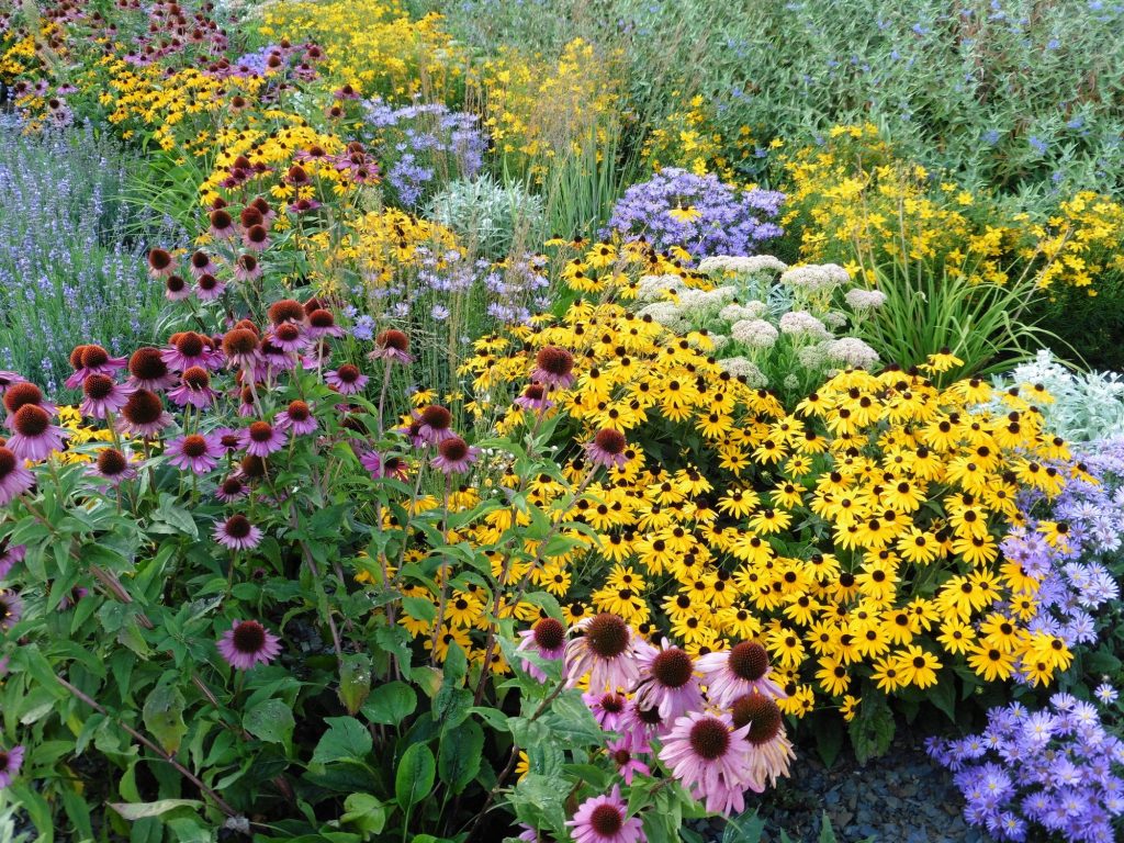 Understanding Do Perennials Come Back: Your Guide to Perennial Gardening