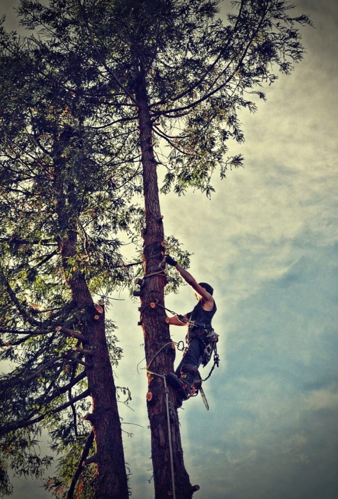 Practical Tree Care in Placerville: Real Results