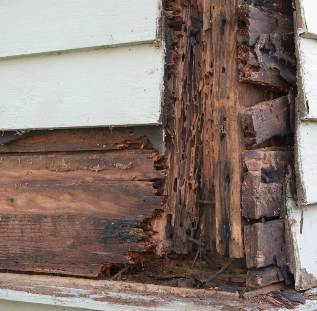 Termite inspection and pest control: practical guide for Penrith