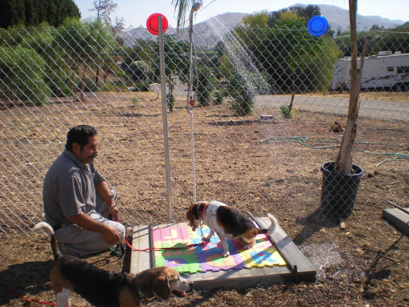 Find Local Dog Training Experts Today Find Local Dog Training Experts Today