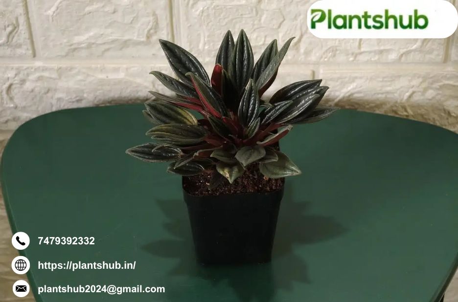 Practical care tips for popular houseplants Practical care tips for popular houseplants