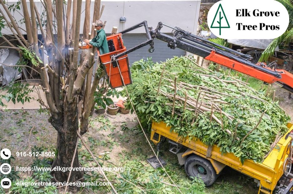 Reliable Tree Care in Elk Grove CA | Local Expertise Reliable Tree Care in Elk Grove CA | Local Expertise