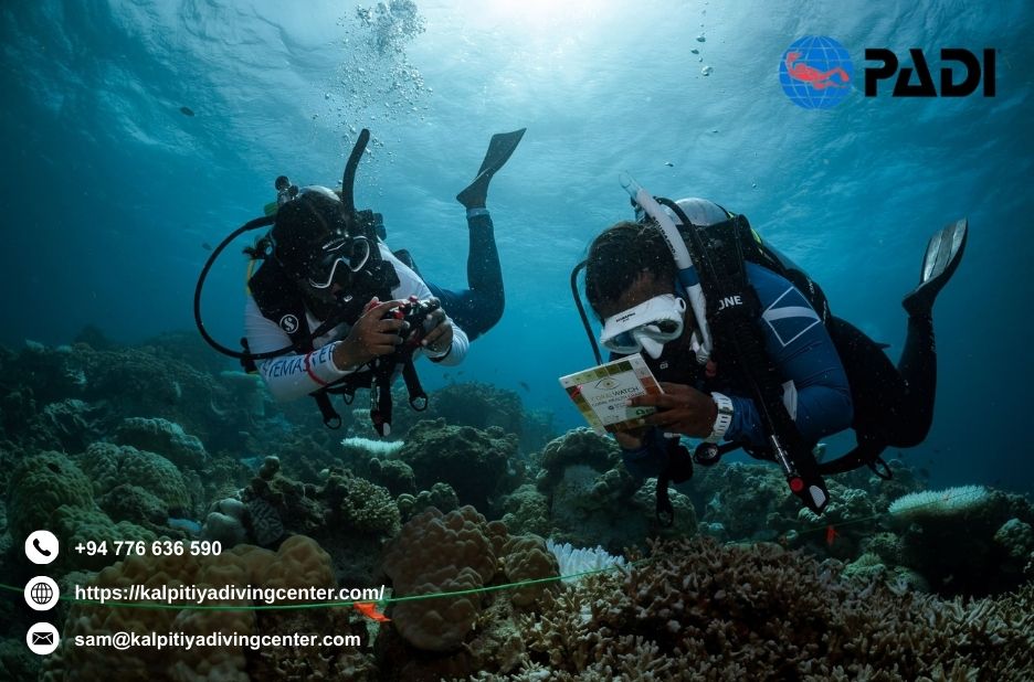 Dive Sri Lanka: Unforgettable Coral Reefs and Wrecks for All Levels Dive Sri Lanka: Unforgettable Coral Reefs and Wrecks for All Levels