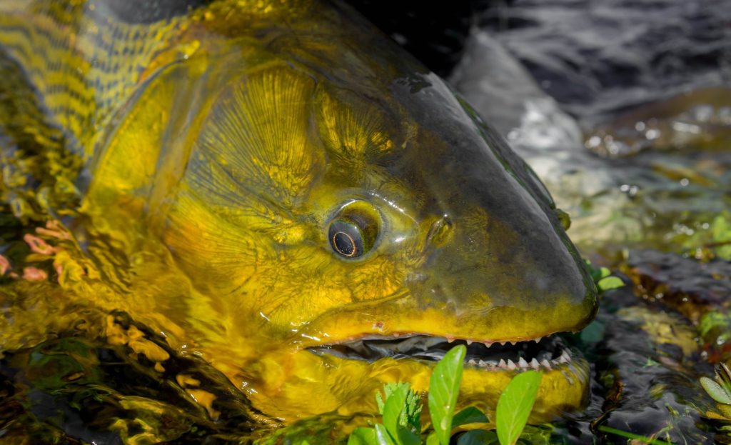 Chasing Bonefish in the Bahamian flats: a refined guide
