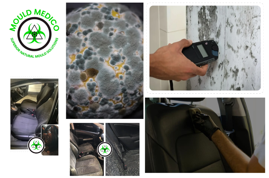 Certified Mould Inspection Services Queensland: Essential Post-Water Damage Assessments Certified Mould Inspection Services Queensland: Essential Post-Water Damage Assessments
