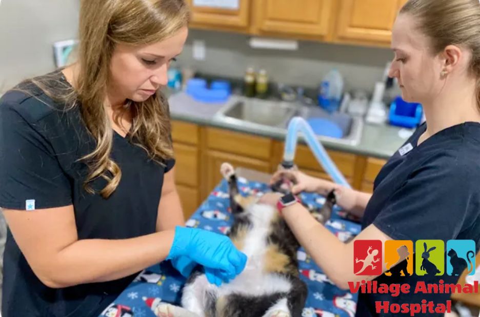 Comprehensive Care and Compassionate Service at Village Animal Hospital Comprehensive Care and Compassionate Service at Village Animal Hospital