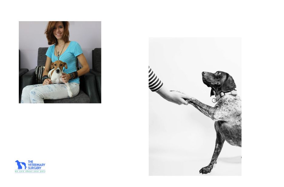 Compassionate veterinary care in Doha for every pet Compassionate veterinary care in Doha for every pet