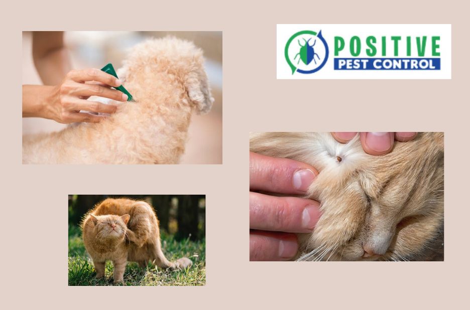 Top Tips for Safe and Effective Pest Management in Calgary Top Tips for Safe and Effective Pest Management in Calgary