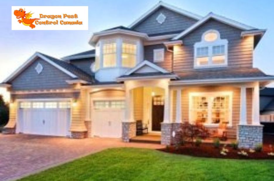 Trusted Pest Control in the Capital: Local Experts You Can Rely On Trusted Pest Control in the Capital: Local Experts You Can Rely On