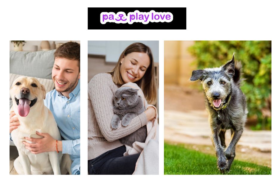 Top Dating Websites for Dogs to Find Your Furry Friend’s Perfect Match Top Dating Websites for Dogs to Find Your Furry Friend’s Perfect Match