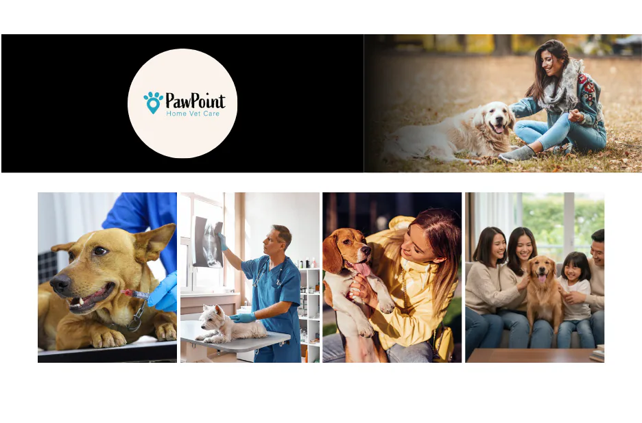 Compassionate Mobile Vet Services for In-Home Pet Care and Comfort Compassionate Mobile Vet Services for In-Home Pet Care and Comfort