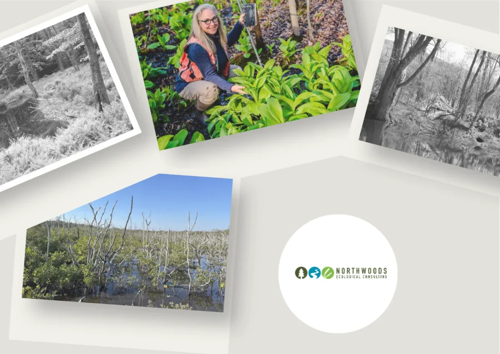 Expert Wetland Delineation Services in New York for Accurate Environmental Assessments