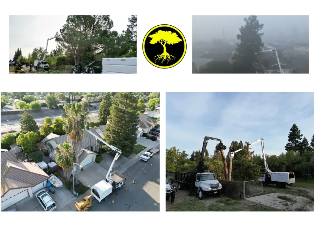 Top Professional Tree Service for Expert Care and Precision Maintenance