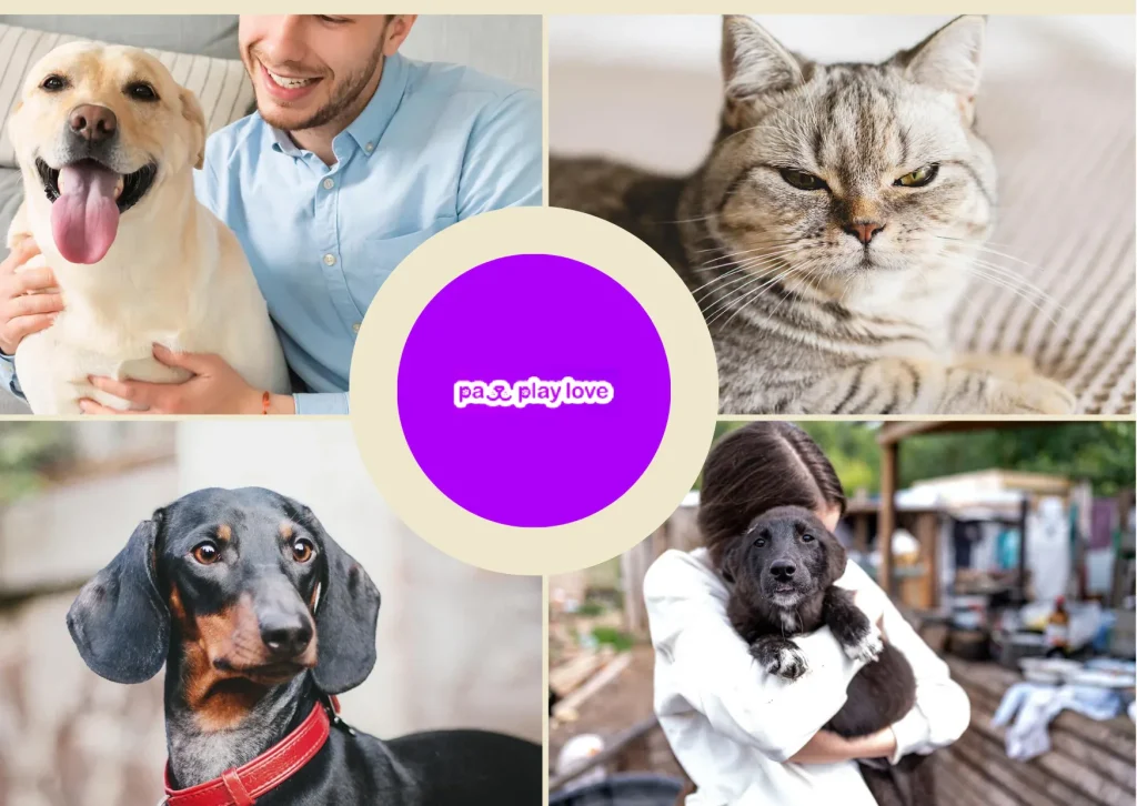 Discover the Best Playdate App for Dogs to Connect Your Furry Friend Today