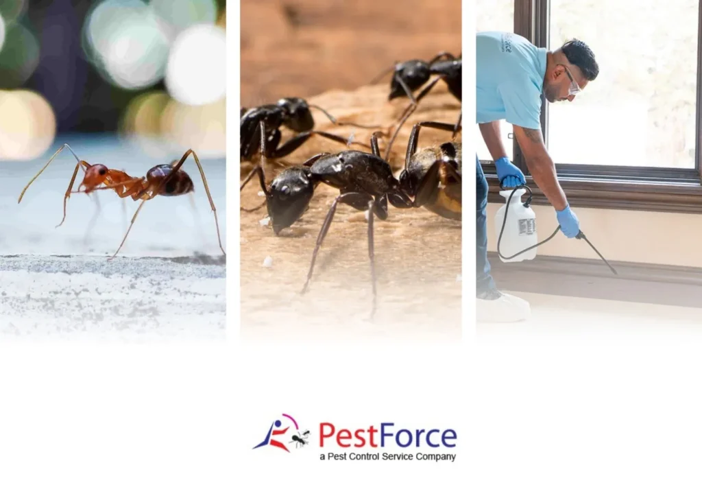 Effective Mice Control Solutions to Protect Your Home from Rodent Infestations