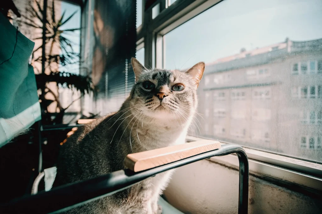 Ultimate Guide to Yo Pet: Features, Benefits, and User Tips for Pet Owners