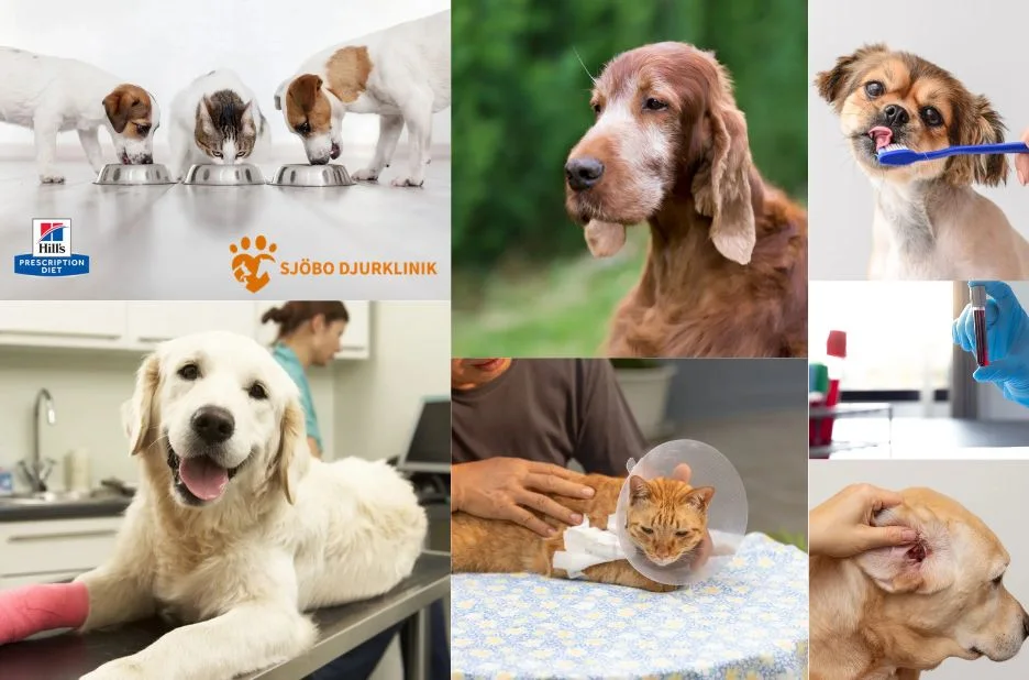 Avliva hund i Ystad – Trygg och skonsam hjälp för ditt husdjur Avliva hund i Ystad – Trygg och skonsam hjälp för ditt husdjur