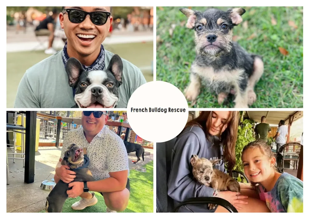 French Bulldog Adoption Guide: Find Your Perfect Rescue Companion Today French Bulldog Adoption Guide: Find Your Perfect Rescue Companion Today