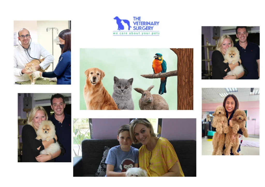 Best Vet in Qatar for Expert and Compassionate Pet Care Services