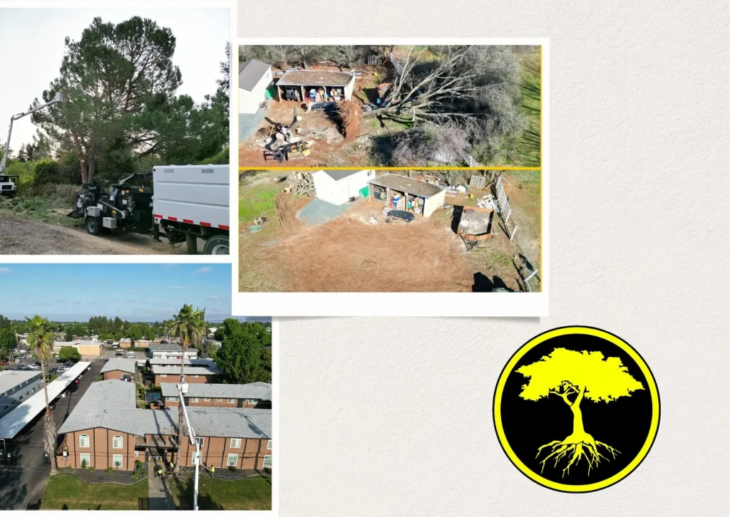 Reliable Wood Hauling Services for Efficient and Safe Transport