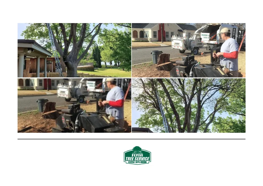 Expert Tree Removal Services for Safe and Efficient Property Care