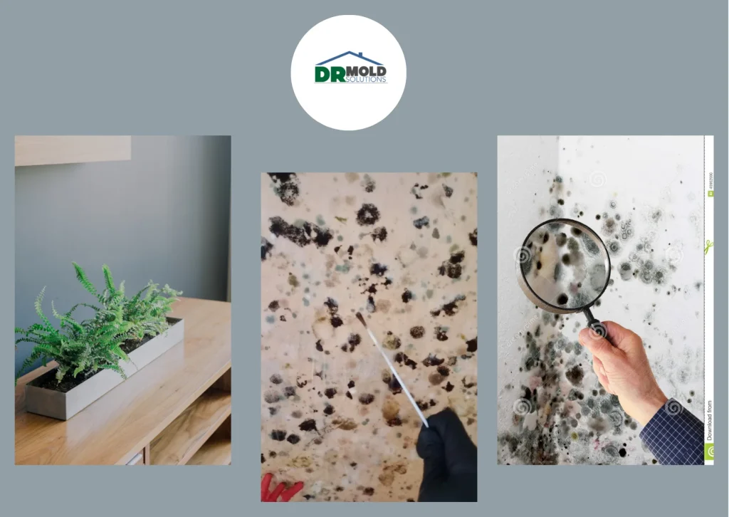 Effective Mold Prevention and Removal Strategies for Healthier Homes and Businesses