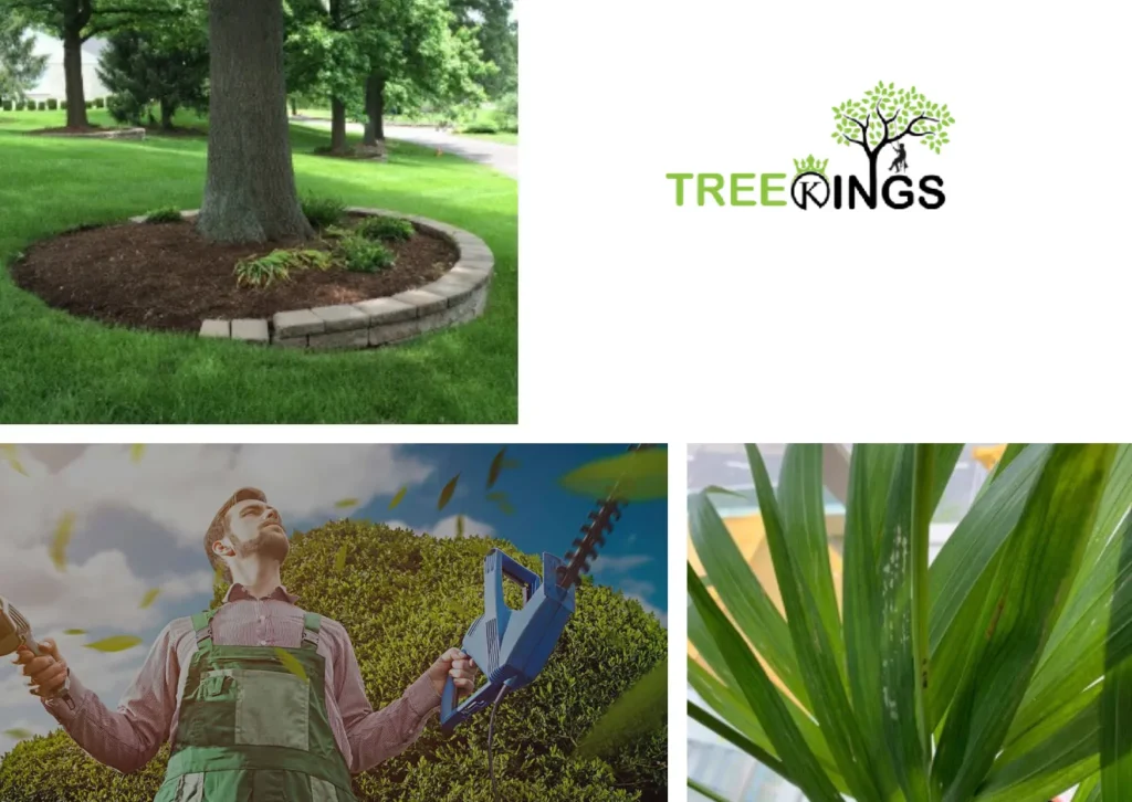 Professional Tree Removal Preston Services for Safe and Efficient Garden Care