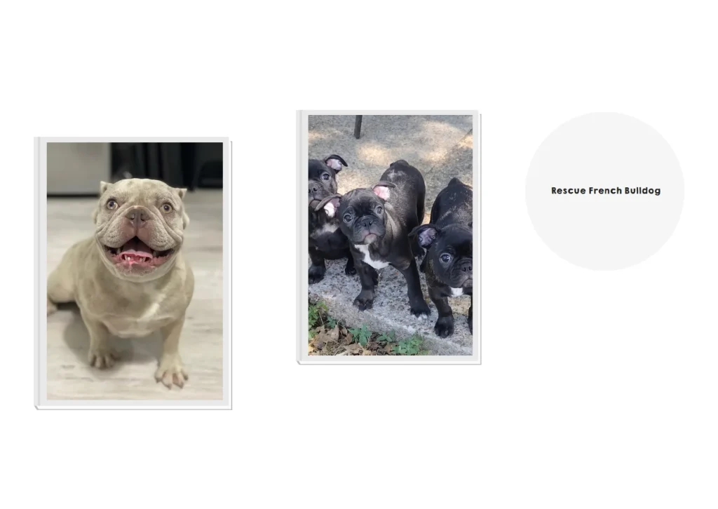 French Bulldog Rescue: How to Support and Adopt Needy French Bulldogs