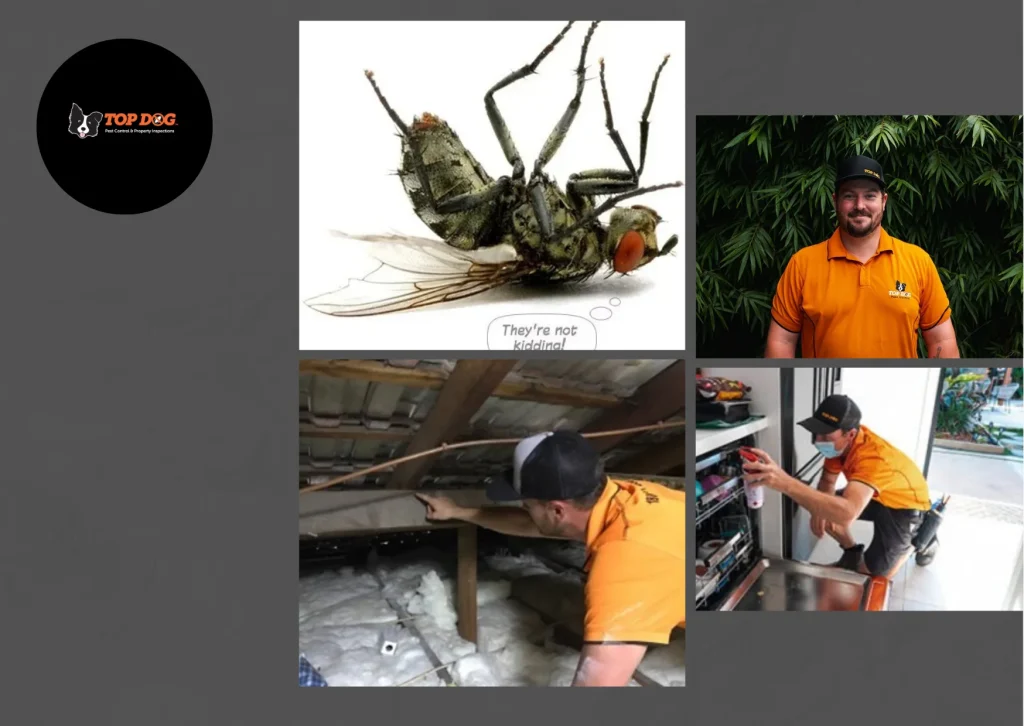 Comprehensive Pest Inspections Gold Coast for a Pest-Free Property