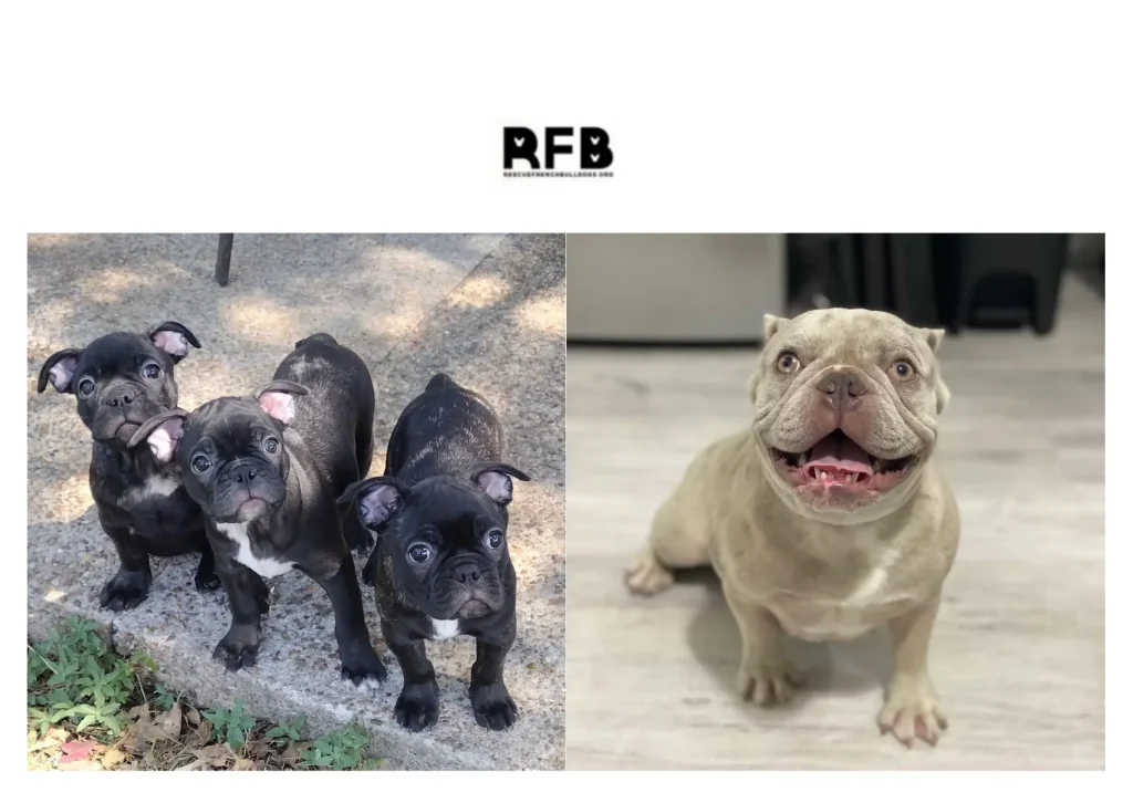 How to Rescue French Bulldogs: A Complete Guide to Adoption and Care