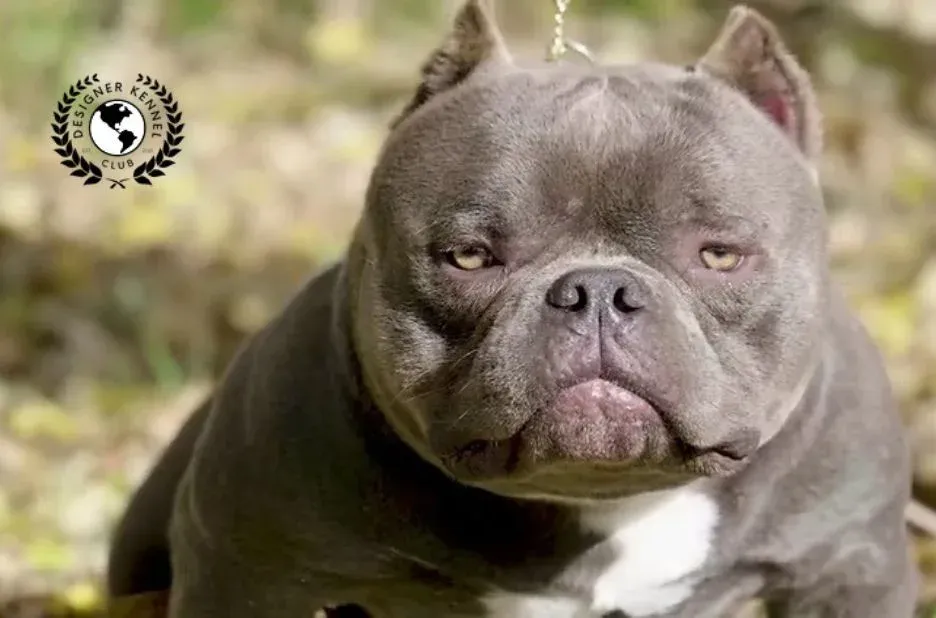 Expert Tips to Register Your American Bully Without Traditional Pedigree Papers