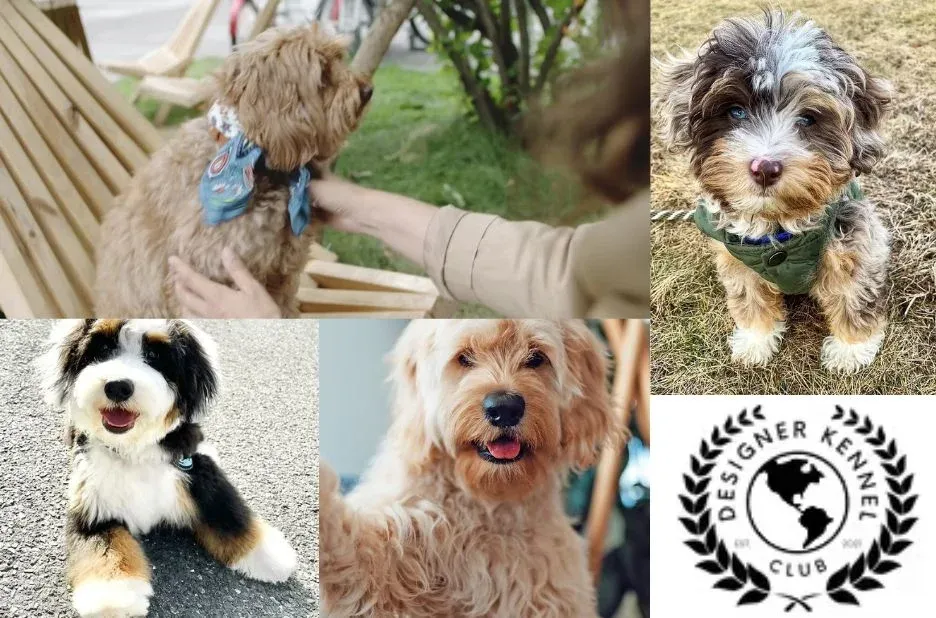 How to Register a Puppy with Confidence: Step-by-Step Guide for New Owners