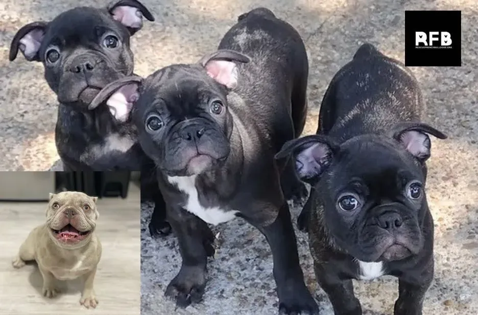 Guest Post: How a French Bulldog Rescue Finds Local Homes and Saves Lives Guest Post: How a French Bulldog Rescue Finds Local Homes and Saves Lives