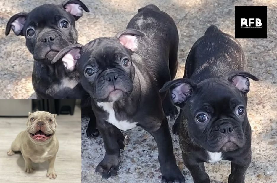 How French Bulldog Rescue Efforts Save and Rehome Vulnerable Dogs How French Bulldog Rescue Efforts Save and Rehome Vulnerable Dogs