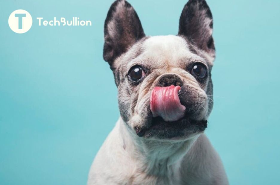 How Technology Is Helping Rescue French Bulldogs Find Forever Homes How Technology Is Helping Rescue French Bulldogs Find Forever Homes