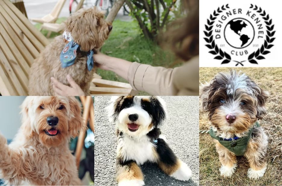 Checklist for Aussie Bichon Registration Papers and Forms Checklist for Aussie Bichon Registration Papers and Forms