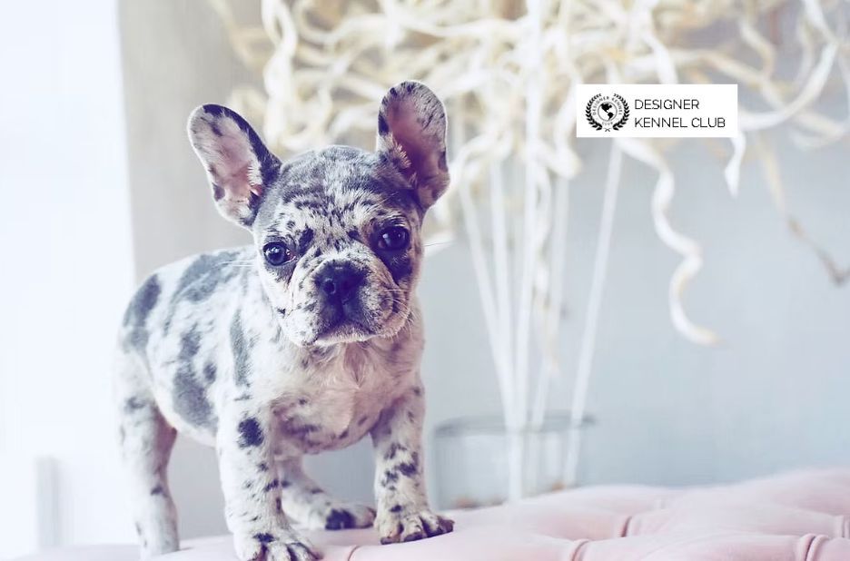 Exotic French Bulldog Registration in Your Local Area: Guest Post Guide Exotic French Bulldog Registration in Your Local Area: Guest Post Guide