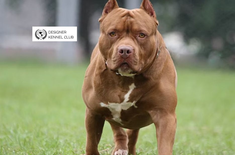 Pitbull Registration Without Papers: How to Verify and Document Your Dog Pitbull Registration Without Papers: How to Verify and Document Your Dog