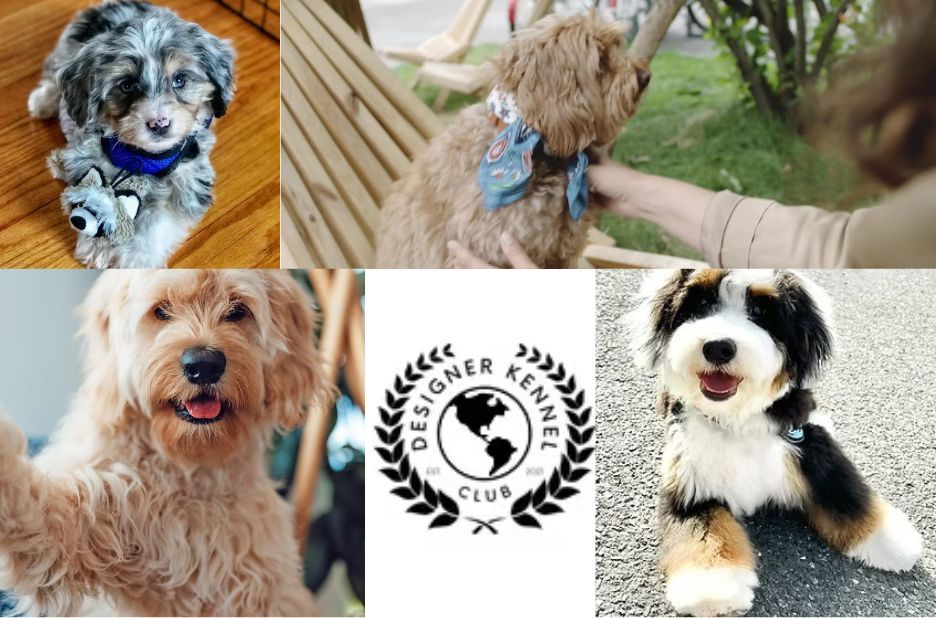 Step-by-Step Cadoodle Registration Guide for Owners Step-by-Step Cadoodle Registration Guide for Owners