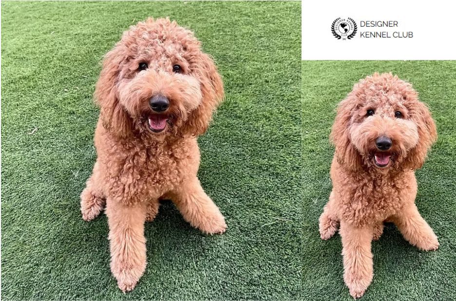 Goldendoodle Registration: A Practical Guide for Owners and Breeders Goldendoodle Registration: A Practical Guide for Owners and Breeders
