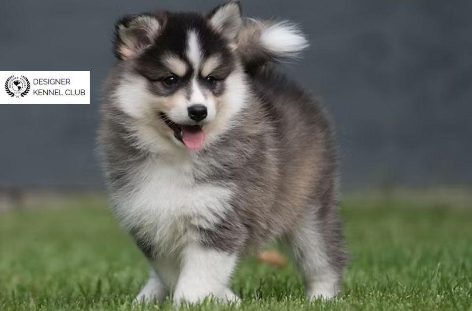 Pomsky Registration: Trustworthy Steps for Quality Ownership Pomsky Registration: Trustworthy Steps for Quality Ownership