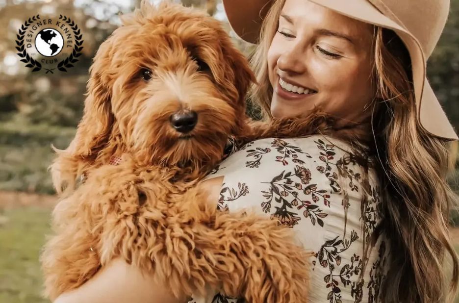 Choose Maltipoo Paperwork: AKC vs Alternative Options Choose Maltipoo Paperwork: AKC vs Alternative Options