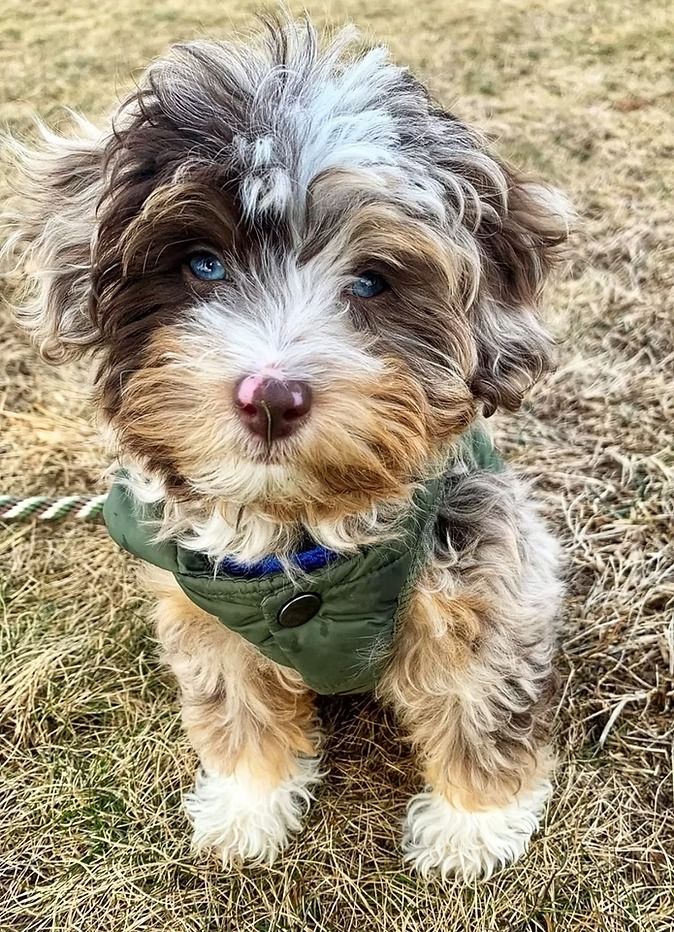 Reliable Aussie Doodle Paperwork Without AKC Verification Reliable Aussie Doodle Paperwork Without AKC Verification