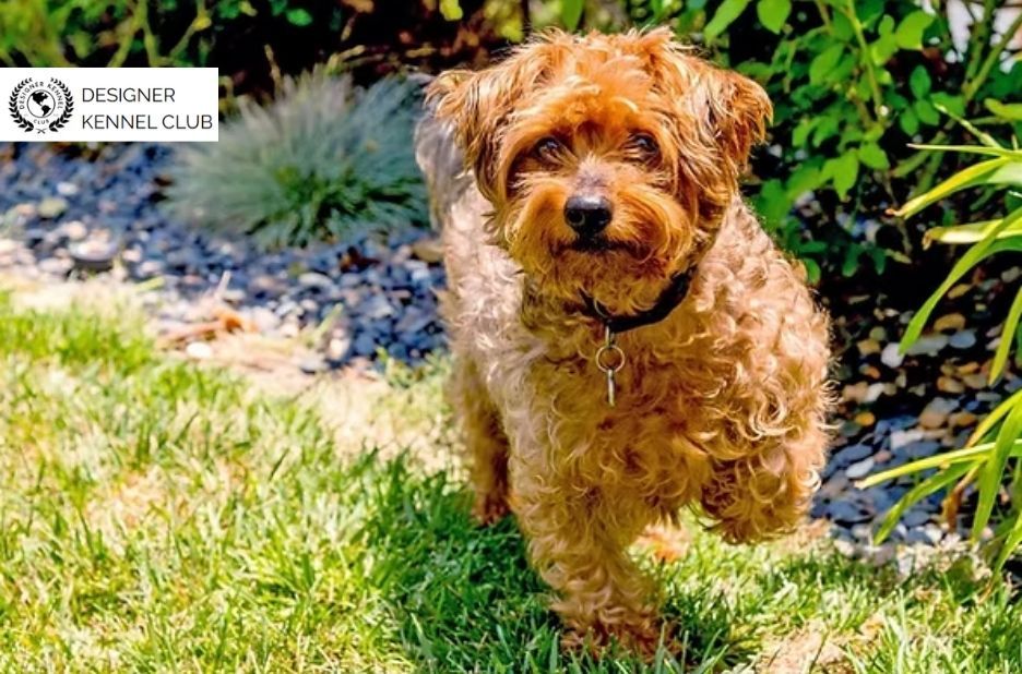 Smart Guide to Yorkiepoo Papers Without AKC Certification Smart Guide to Yorkiepoo Papers Without AKC Certification