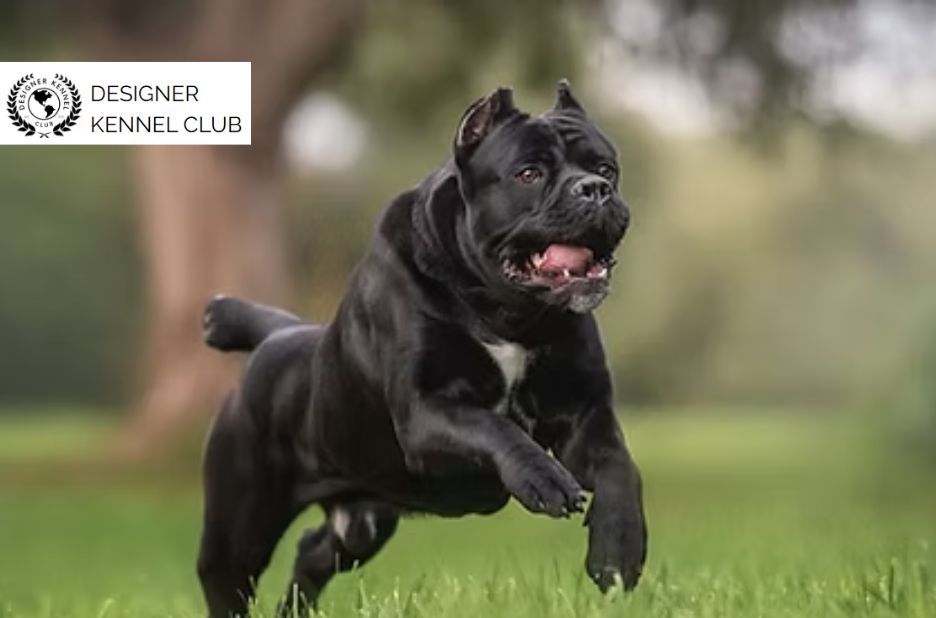 Brand-First Guide to Registering a Cane Corso Without AKC
