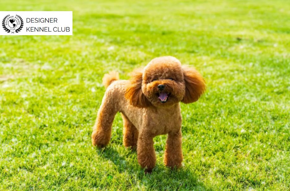 Best Expert Guidance for Registering Your Poodle Mix