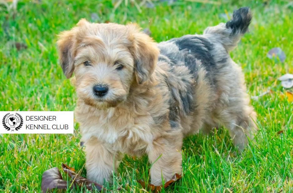 Expert Guide to Wheatenpoo Registration Papers and Process Expert Guide to Wheatenpoo Registration Papers and Process