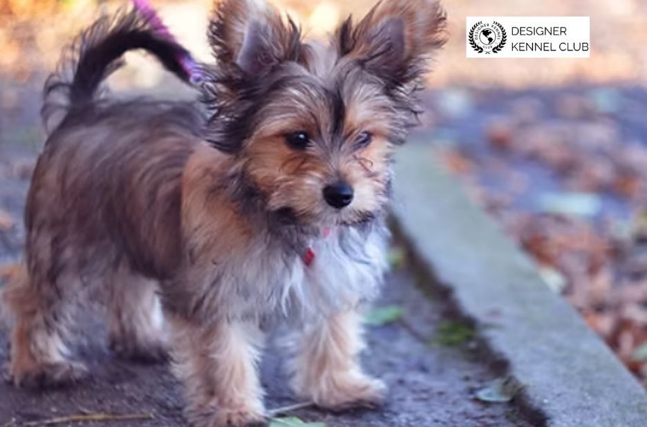 Local Pathways to Register a Dog Without Original Paperwork Local Pathways to Register a Dog Without Original Paperwork