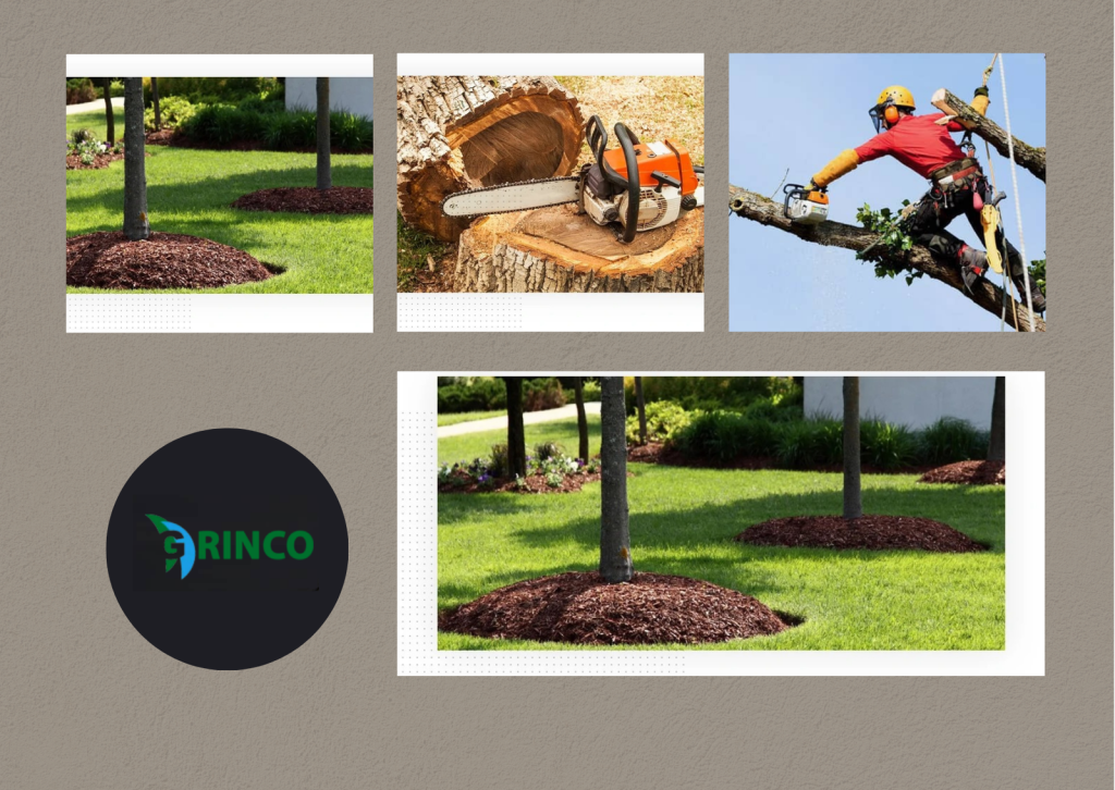 Expert Palm Tree Trimming Service for Healthy Growth Expert Palm Tree Trimming Service for Healthy Growth