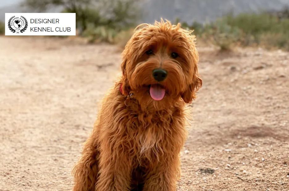 How to Legally Register a Designer Dog Without Papers How to Legally Register a Designer Dog Without Papers